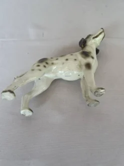 Pointer Anglais