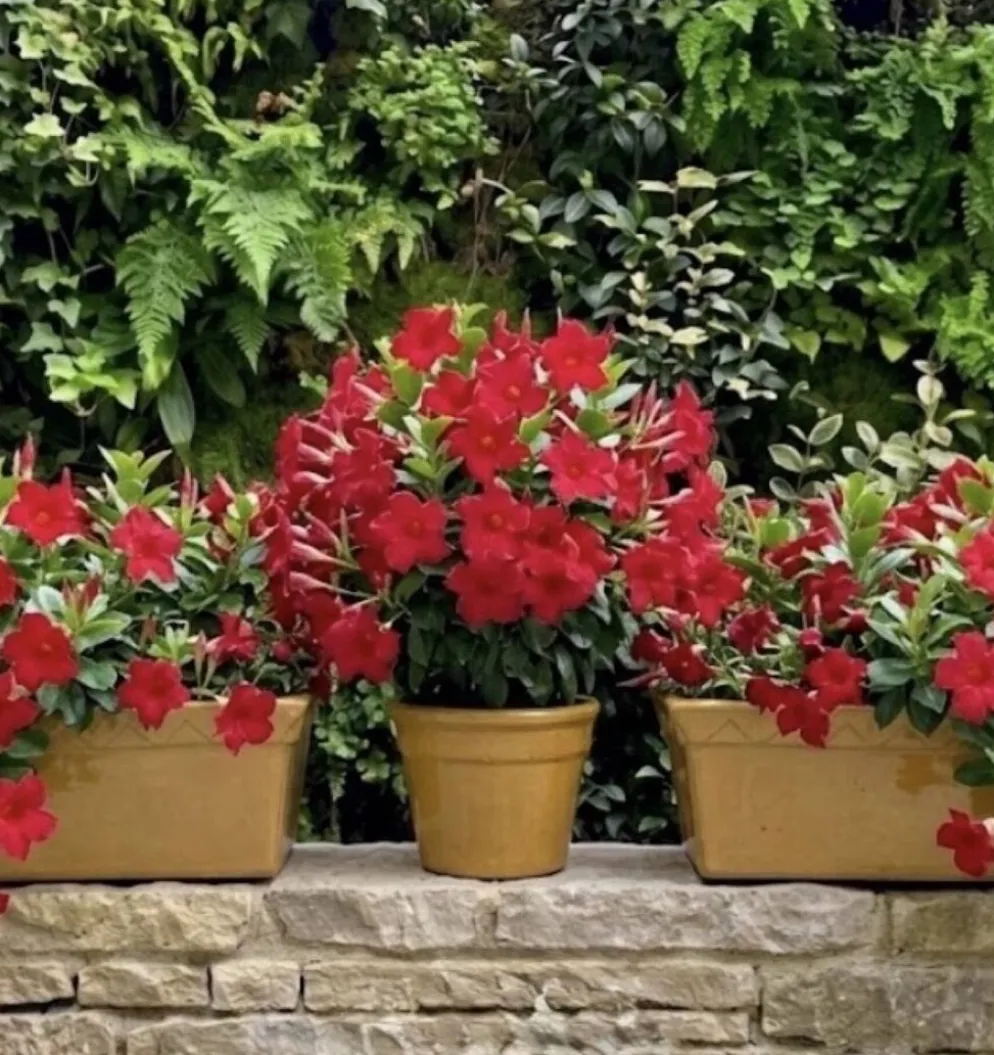 Pot de jardin italien silma des années 70