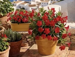 Pot de jardin italien silma des années 70