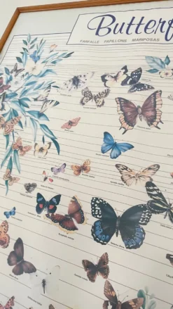 Tableau affiche butterfly italy