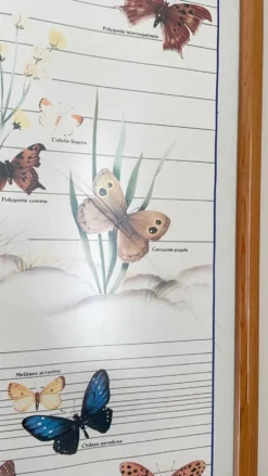 Tableau affiche butterfly italy