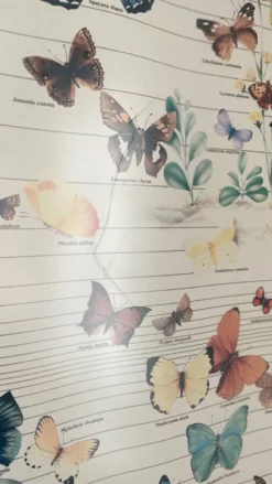 Tableau affiche butterfly italy