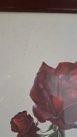 Tableau encadré - Illustration botanique Rose « Josephine Bruce", 1970