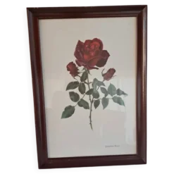Tableau encadré - Illustration botanique Rose « Josephine Bruce