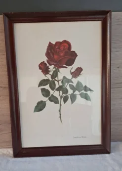 Tableau encadré - Illustration botanique Rose « Josephine Bruce