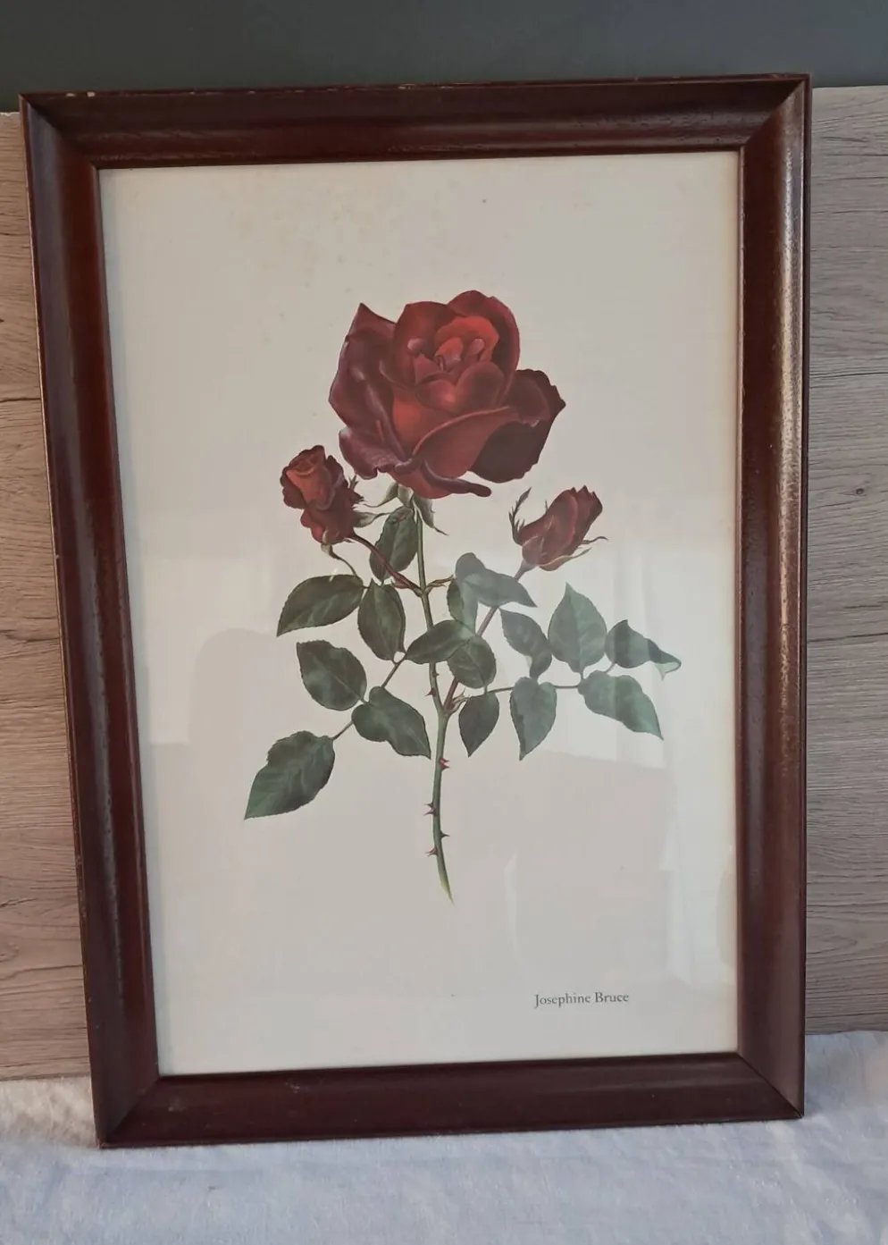 Tableau encadré - Illustration botanique Rose « Josephine Bruce", 1970