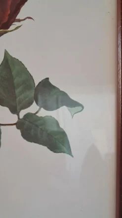 Tableau encadré - Illustration botanique Rose « Josephine Bruce