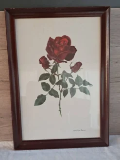 Tableau encadré - Illustration botanique Rose « Josephine Bruce