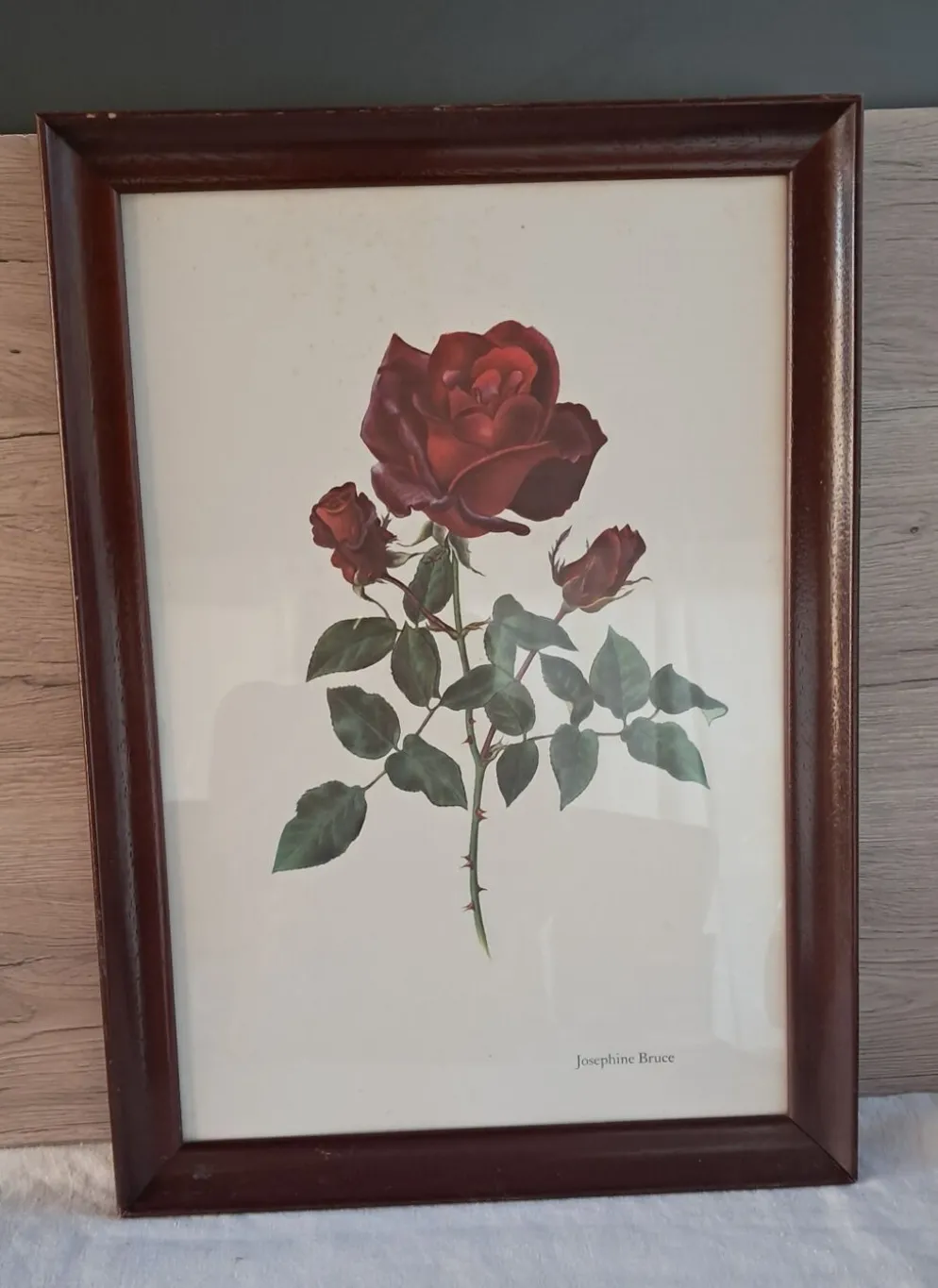 Tableau encadré - Illustration botanique Rose « Josephine Bruce", 1970