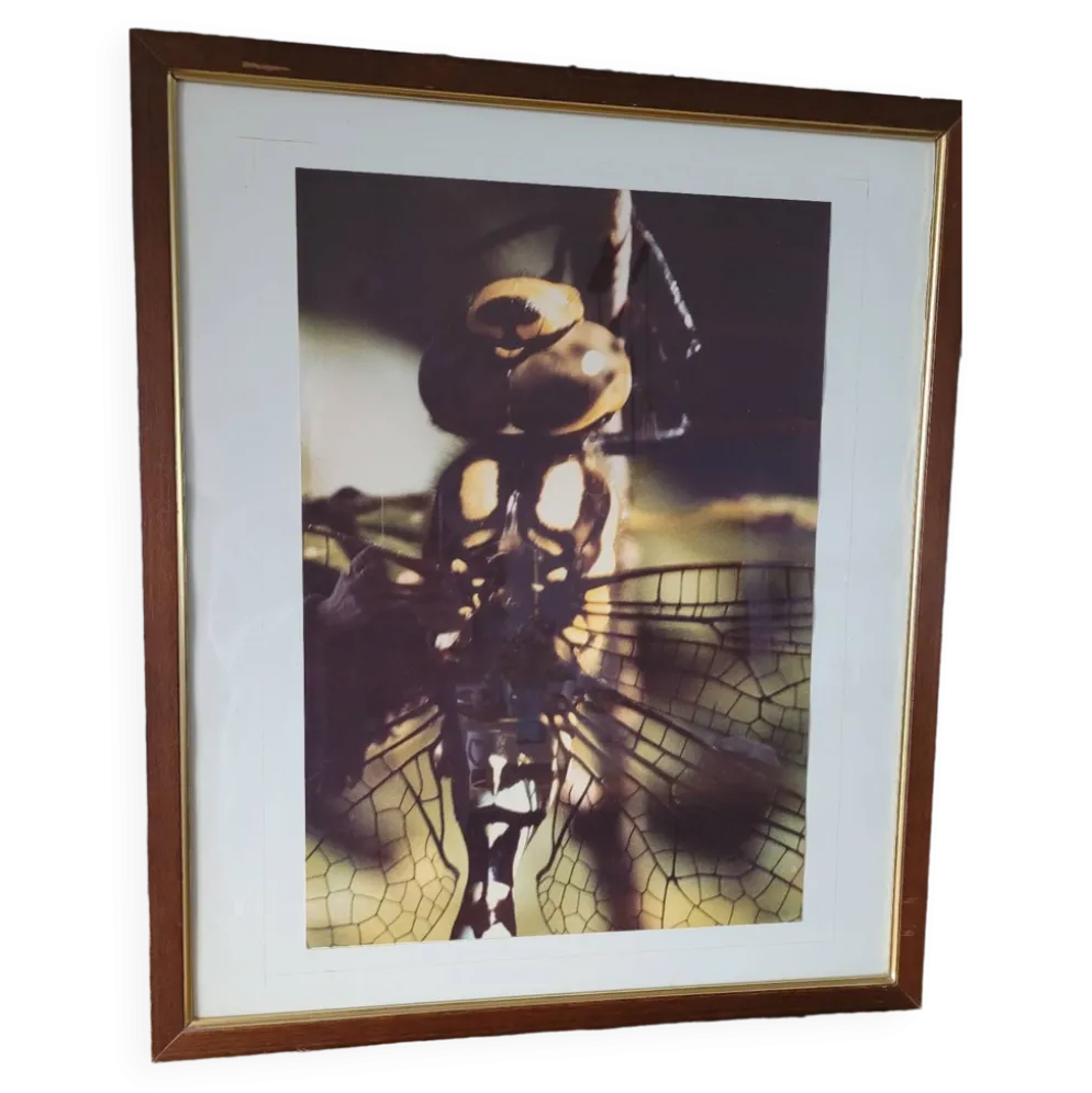 Tableau photo vintage Libellule