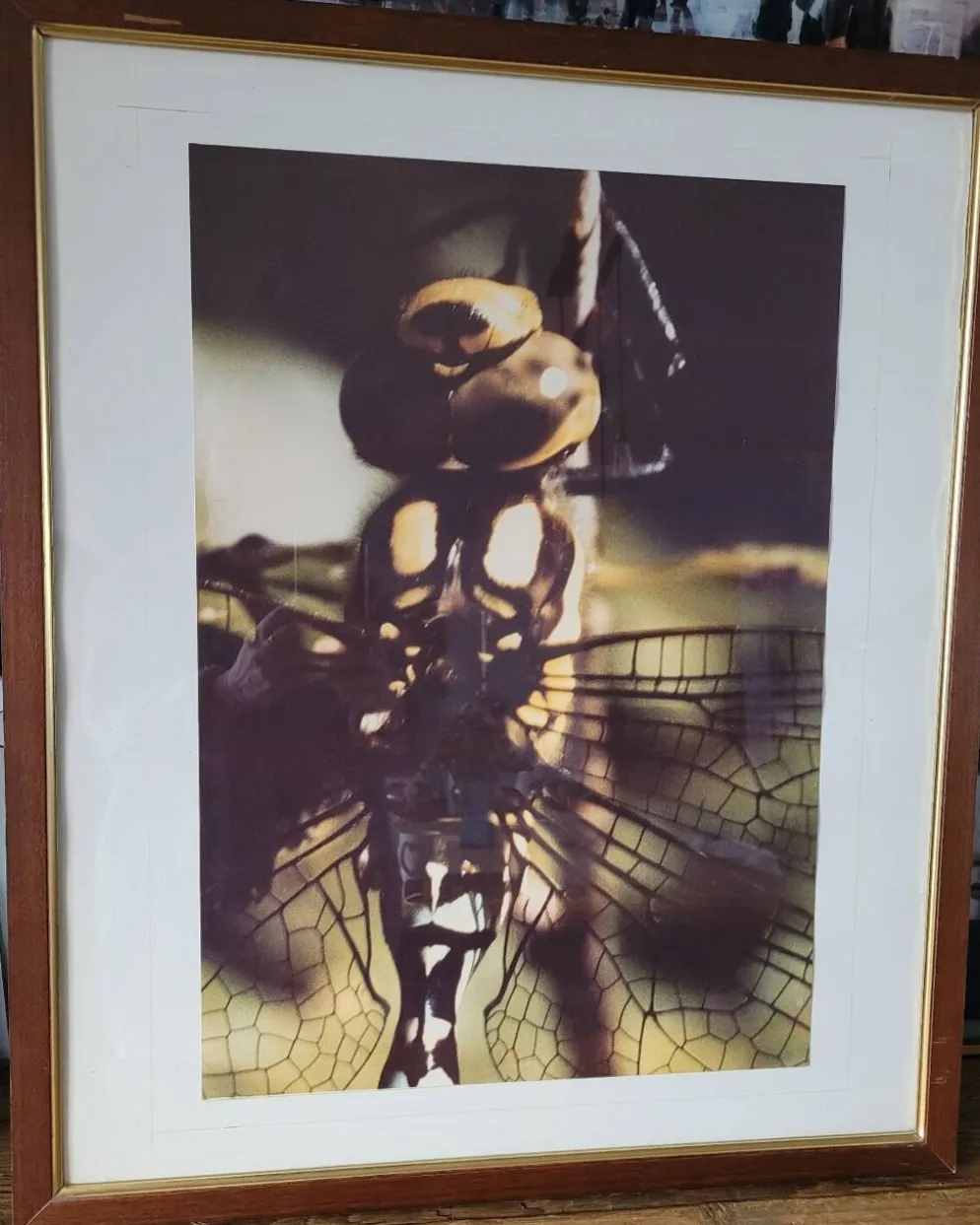 Tableau photo vintage Libellule