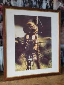 Tableau photo vintage Libellule