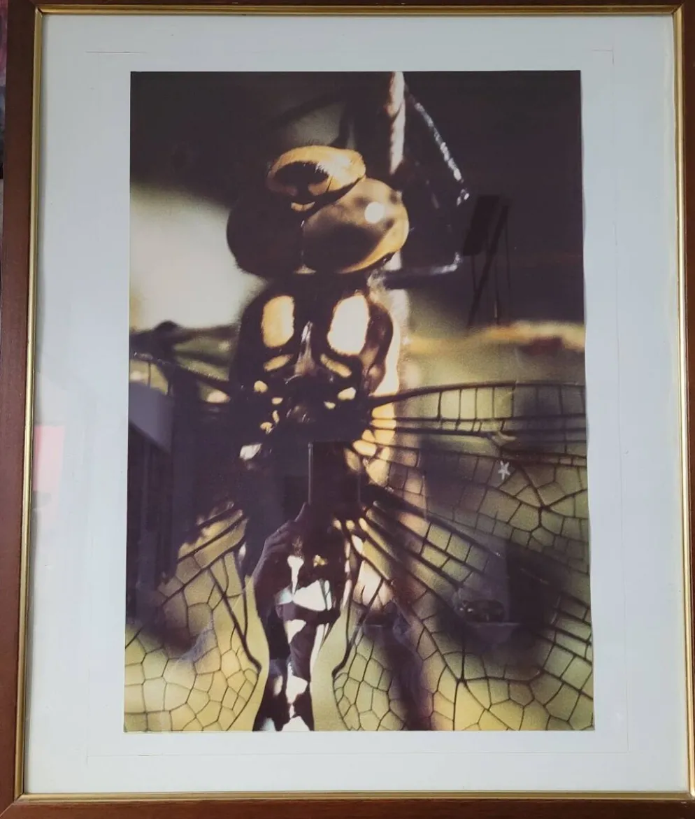 Tableau photo vintage Libellule