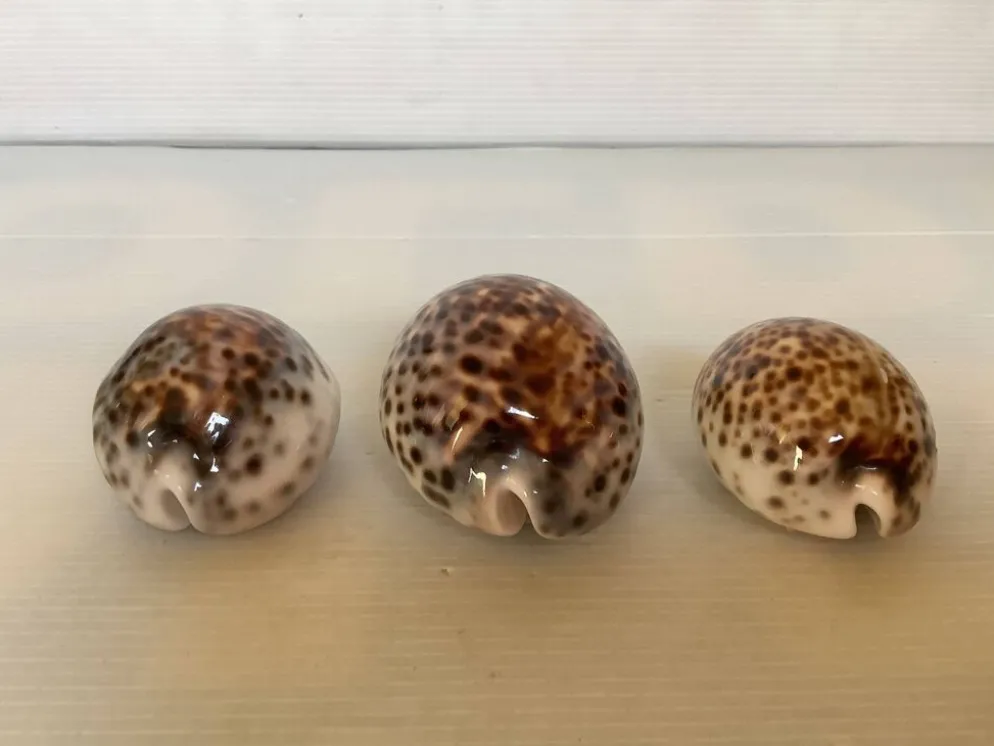 Trio de coquillages cypraea tigris