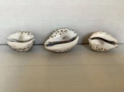Trio de coquillages cypraea tigris