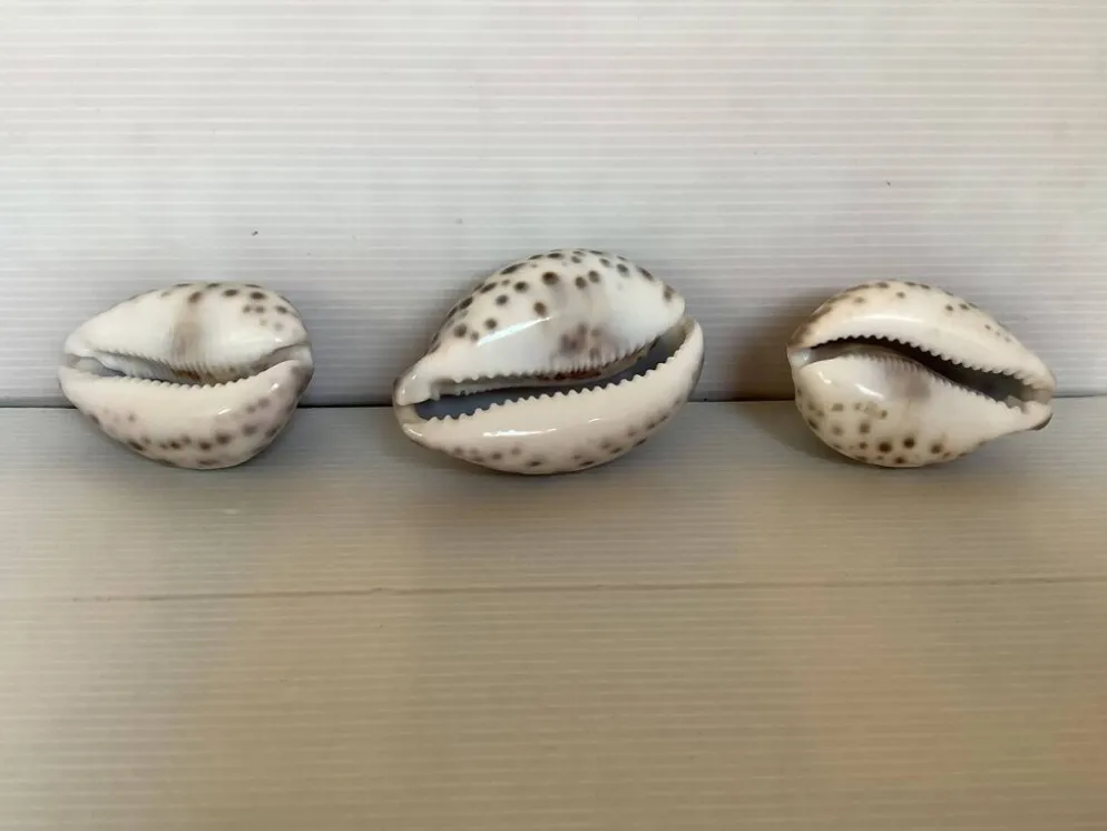 Trio de coquillages cypraea tigris