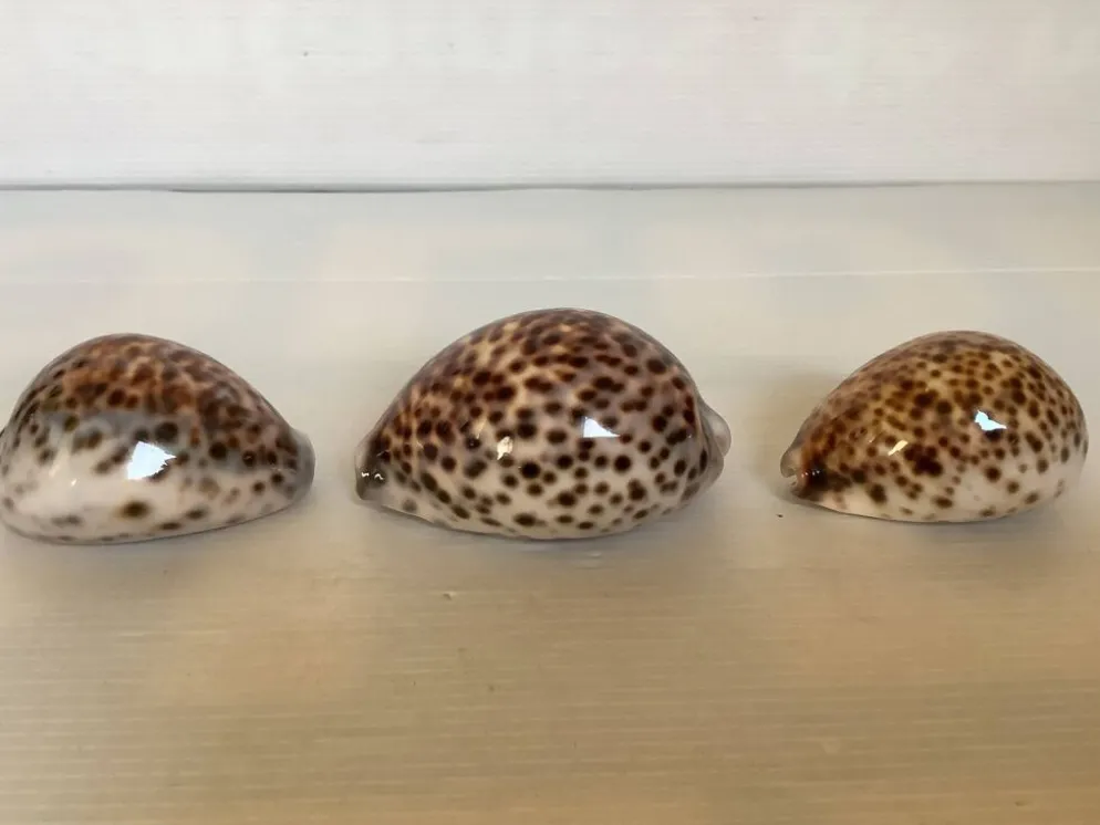 Trio de coquillages cypraea tigris