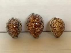 Trio de coquillages cypraea tigris