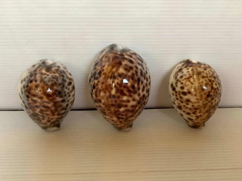 Trio de coquillages cypraea tigris