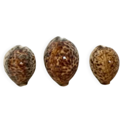 Trio de coquillages cypraea tigris