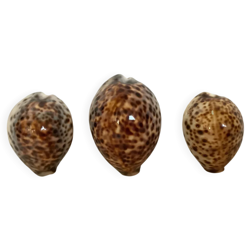 Trio de coquillages cypraea tigris