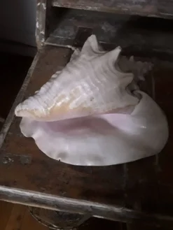 Très beau coquillage intérieur rosé