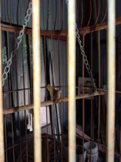 Très Grande cage à oiseaux décorative en métal -