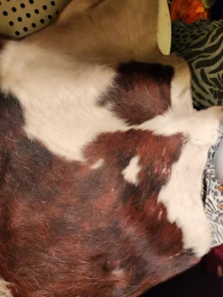 Très grande et très belle peau de vache véritable