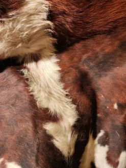 Très grande et très belle peau de vache véritable