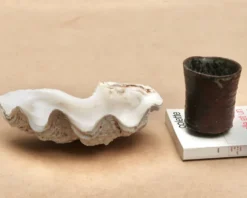Vide poche coquillage bénitier naturel blanc beige années 70