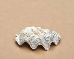 Vide poche coquillage bénitier naturel blanc beige années 70