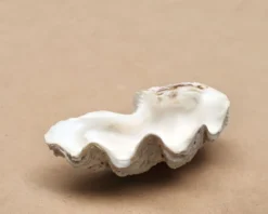 Vide poche coquillage bénitier naturel blanc beige années 70