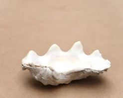 Vide poche coquillage bénitier naturel blanc beige années 70