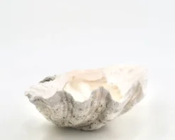 Vide poche coquillage bénitier naturel blanc, années 70