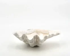 Vide poche coquillage bénitier naturel blanc, années 70