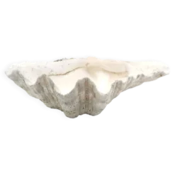 Vide poche coquillage bénitier naturel blanc, années 70