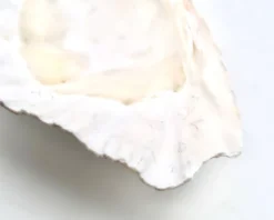 Vide poche coquillage bénitier naturel blanc, années 70