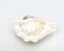 Vide poche coquillage bénitier naturel blanc, années 70