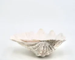 Vide poche coquillage bénitier naturel blanc, années 70
